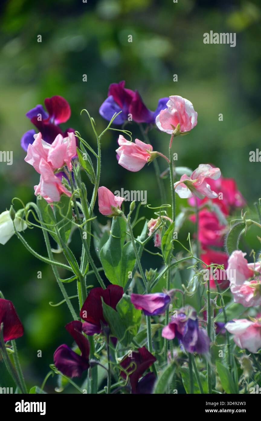 Colorate Fiori di Lathyrus Odoratus (piselli dolci) in mostra ai confini presso RHS Garden Harlow Carr, Harrogate, Yorkshire, Inghilterra, Regno Unito. Foto Stock