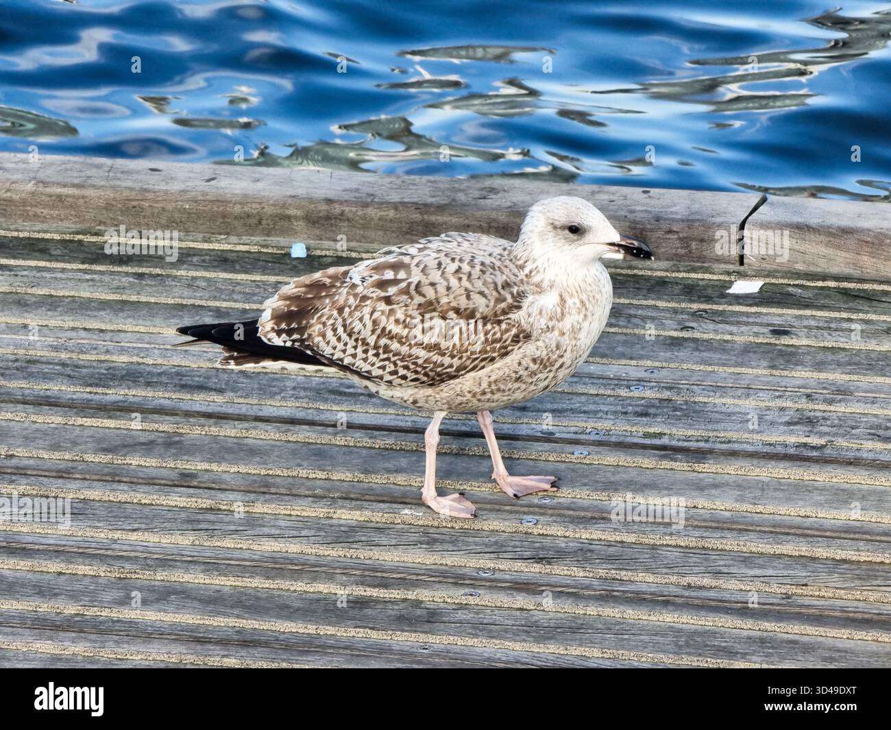 Gabbiano giovanile (Larus) sul ponte di legno vicino all'acqua ad Amsterdam, Paesi Bassi; forse un giovane gabbiano aringhe - Immagine stock catturata con smartphone