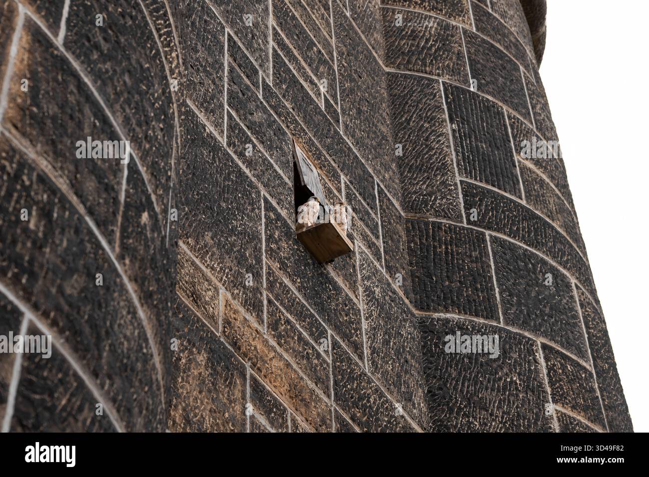 Gheppio comune (Falco tinnunculus) accanto al muro di un edificio di una torre. Animali selvatici che vivono in un punto di riferimento a Dresda, Germania. Due bellissimi uccelli. Foto Stock