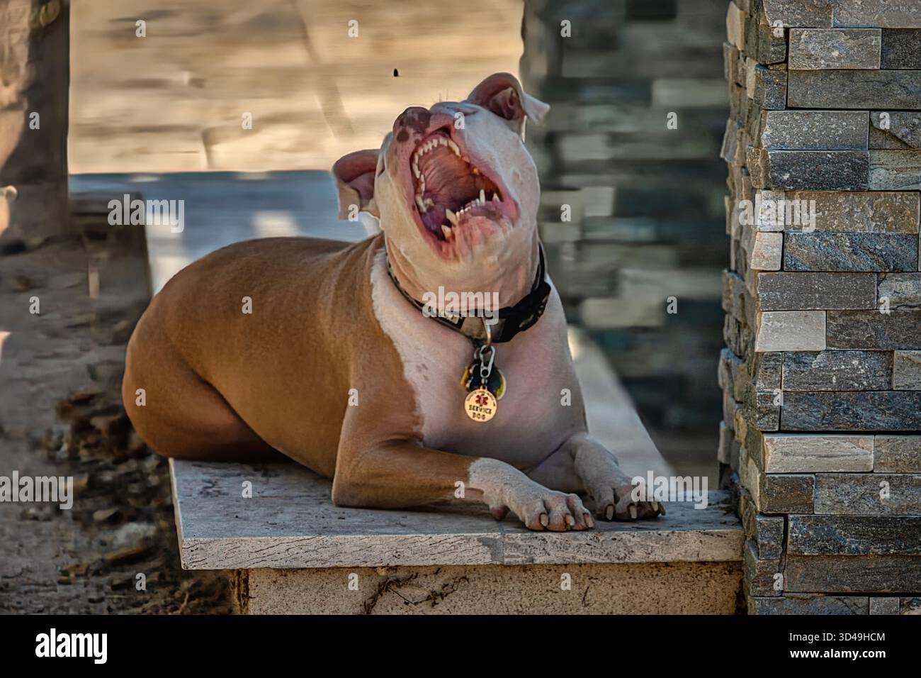 Un cane toro bianco e marrone che insegue una mosca fastidiosa Foto Stock