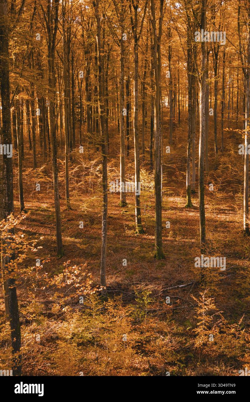 Foresta densa e colorata d'autunno con una rete di luci maculate, Gechingen, distretto di Calw, Germania Foto Stock