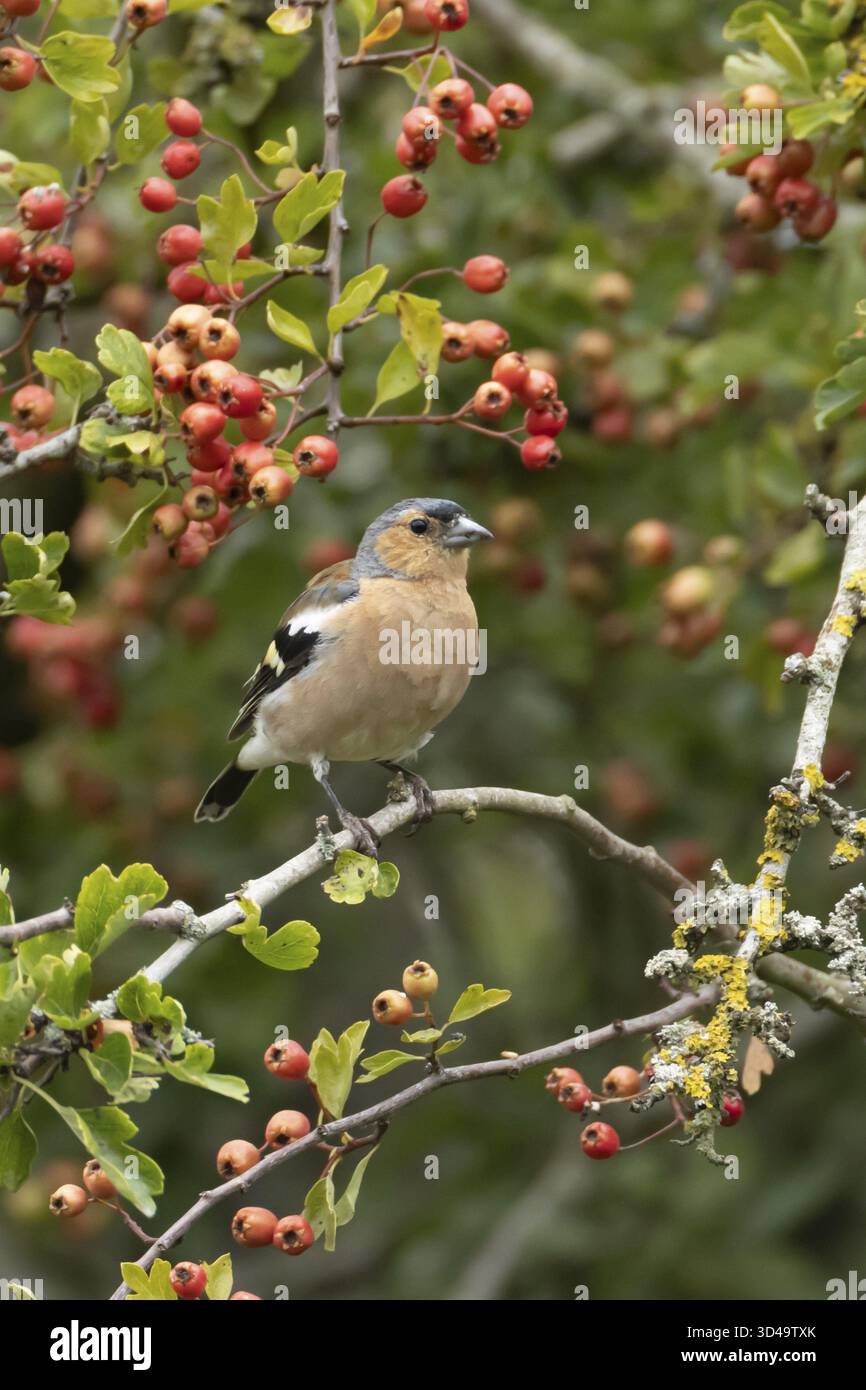 Zaffinch eurasiatico (Fringilla coelebs) uccello maschio adulto in un biancospino con bacche rosse in estate, Inghilterra, Regno Unito Foto Stock