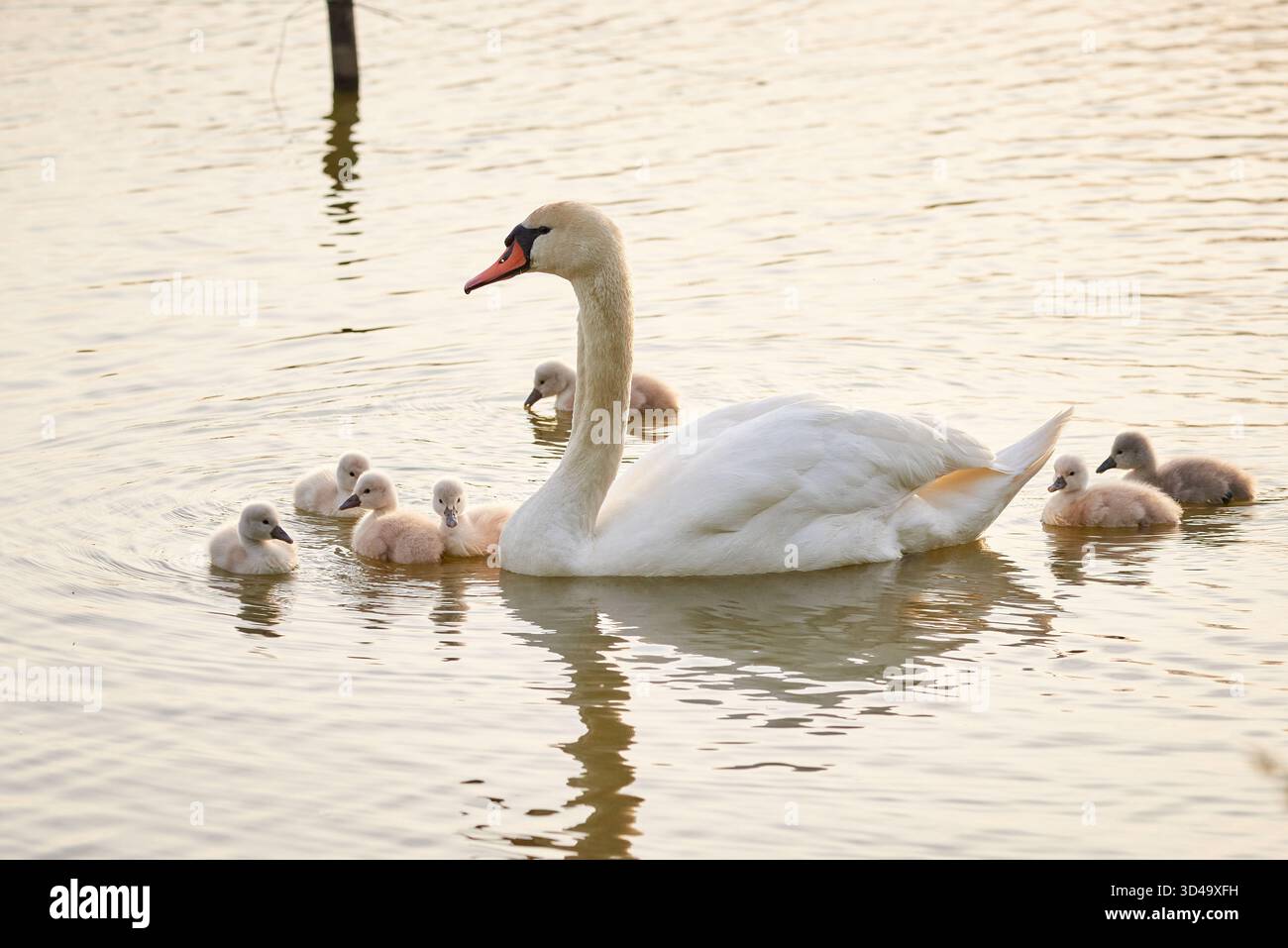 Cigni muti con cignetti su un lago che mangiano vegetazione ( Cygnus olor ) Foto Stock