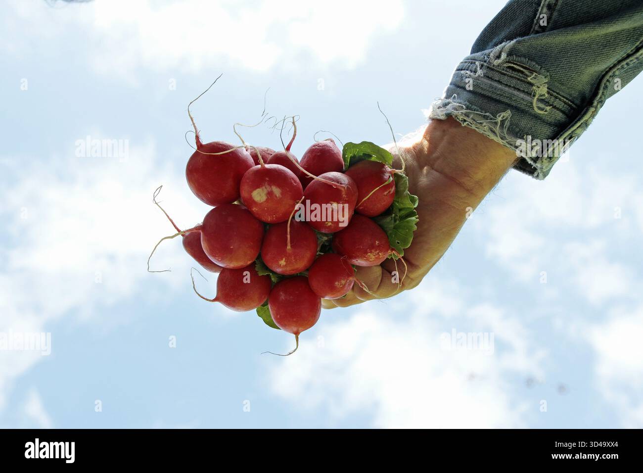 Guarda i raggi dal basso. una mano tiene un mucchio di raggi nella telecamera. Puoi vedere alcune nuvole nel cielo.Horn-Bad Meinberg Shooting loc Foto Stock