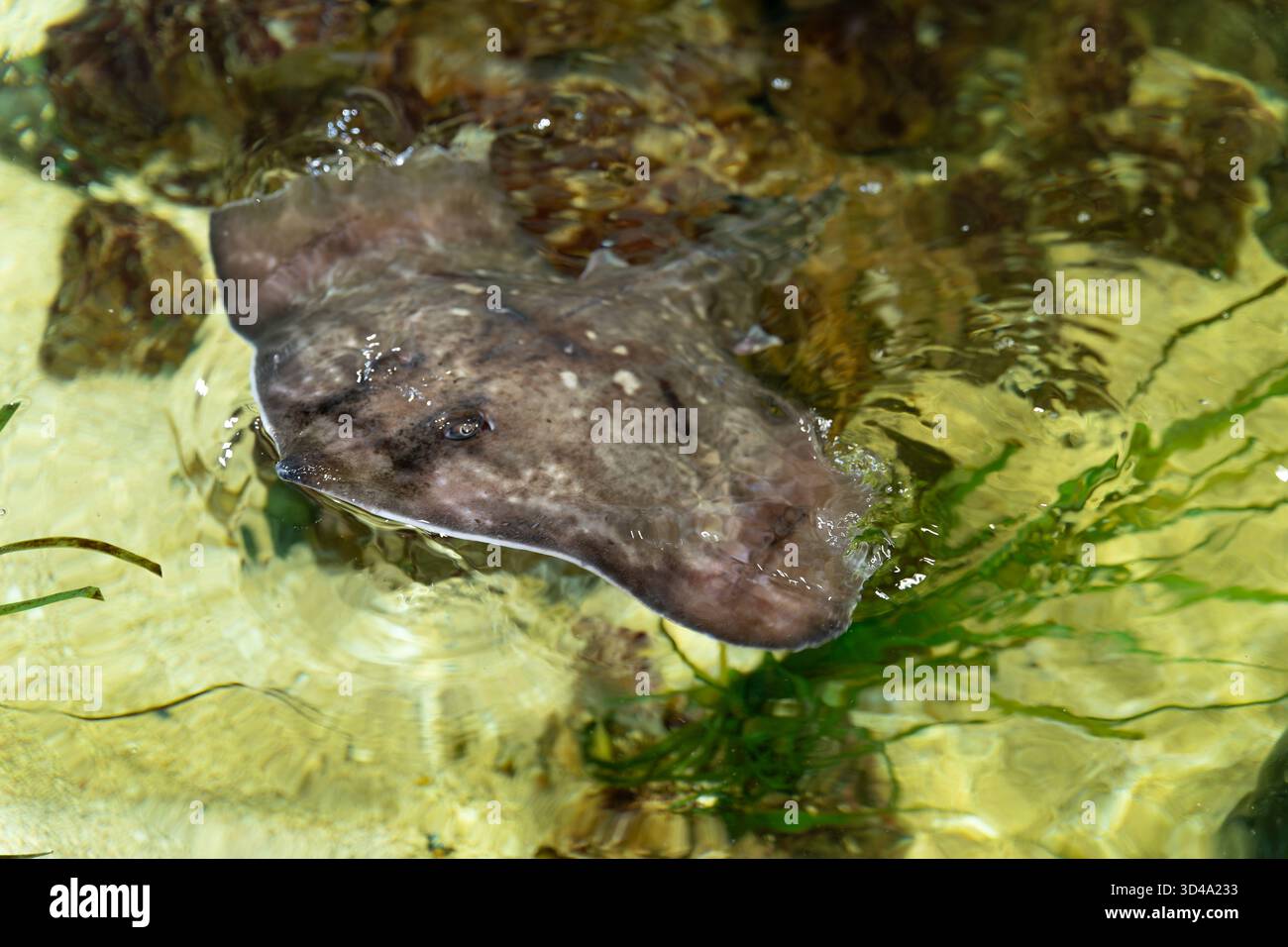 Rospo comune nelle acque poco profonde del lago tra la vegetazione nel Lake District Foto Stock