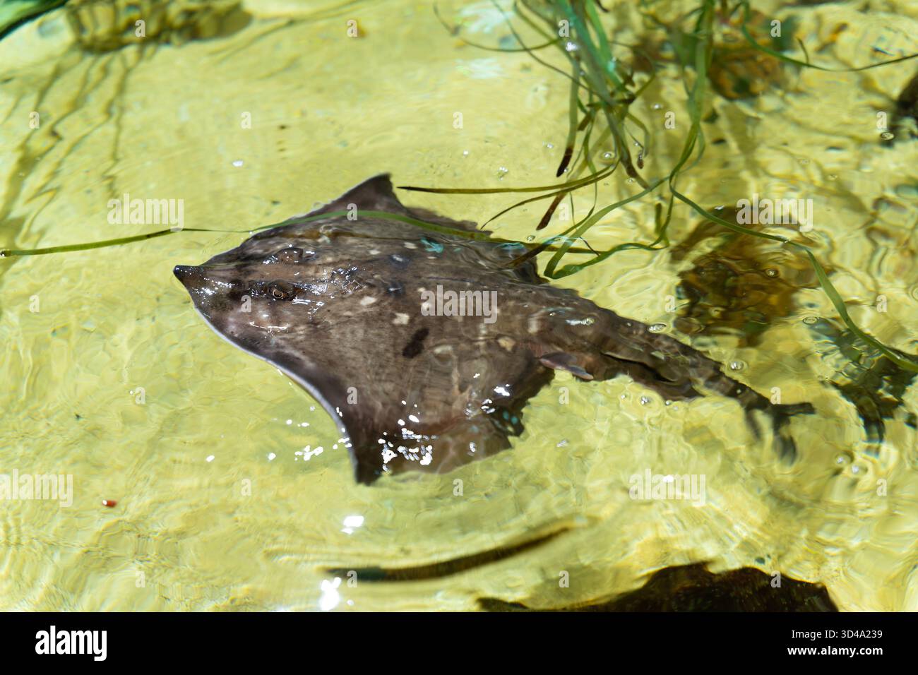 Stingray nuota in acque poco profonde e limpide tra la vegetazione acquatica Foto Stock
