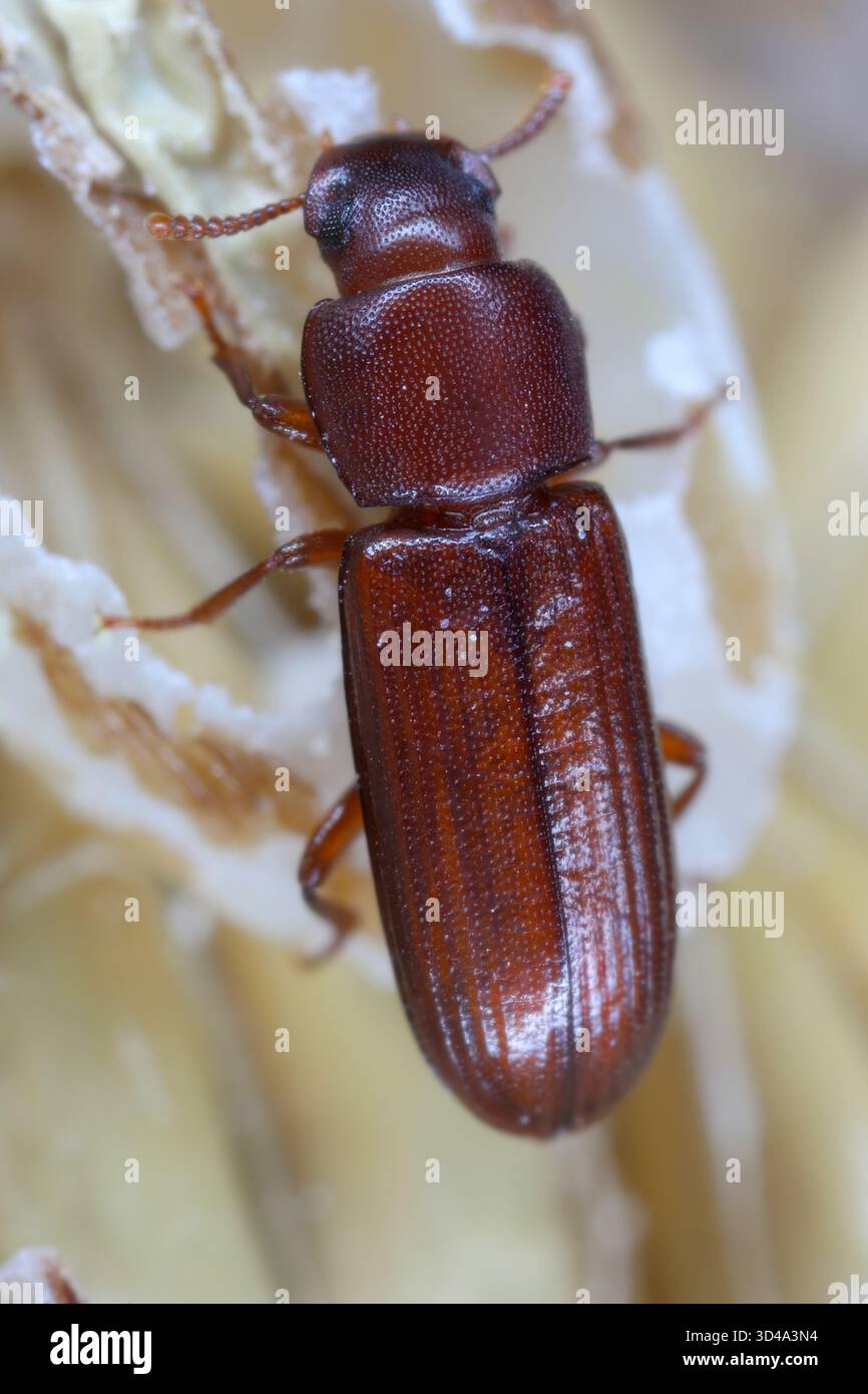 L'organismo nocivo confondeva il coleottero Tribolium confusum sulla farina danneggiata. Foto Stock