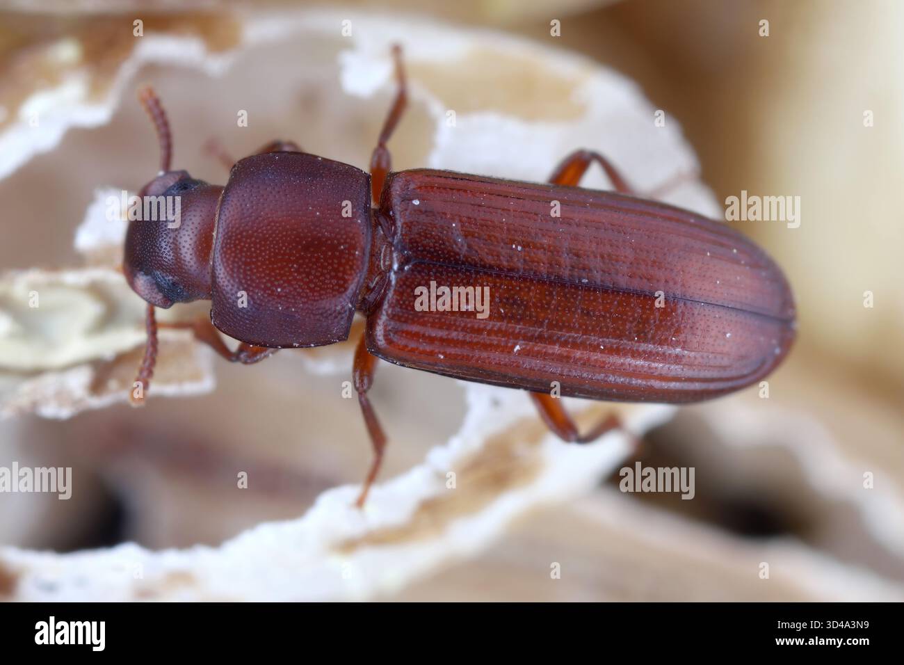 L'organismo nocivo confondeva il coleottero Tribolium confusum sulla farina danneggiata. Foto Stock