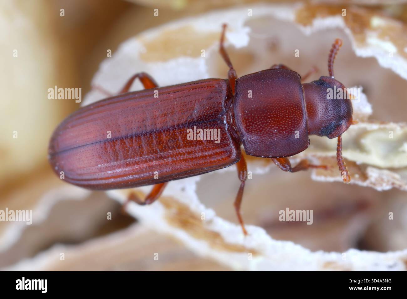 L'organismo nocivo confondeva il coleottero Tribolium confusum sulla farina danneggiata. Foto Stock