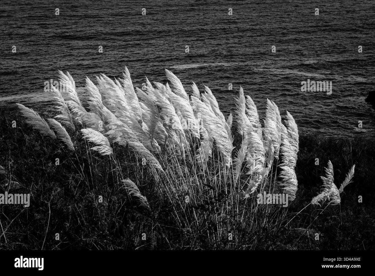 Erba di Pampas Cortaderia Selloana che cresce selvaggia sulle scogliere sopra Housel Bay, Lizard Peninsula, Cornovaglia. Alcuni pensavano come una pianta invasiva. Foto Stock