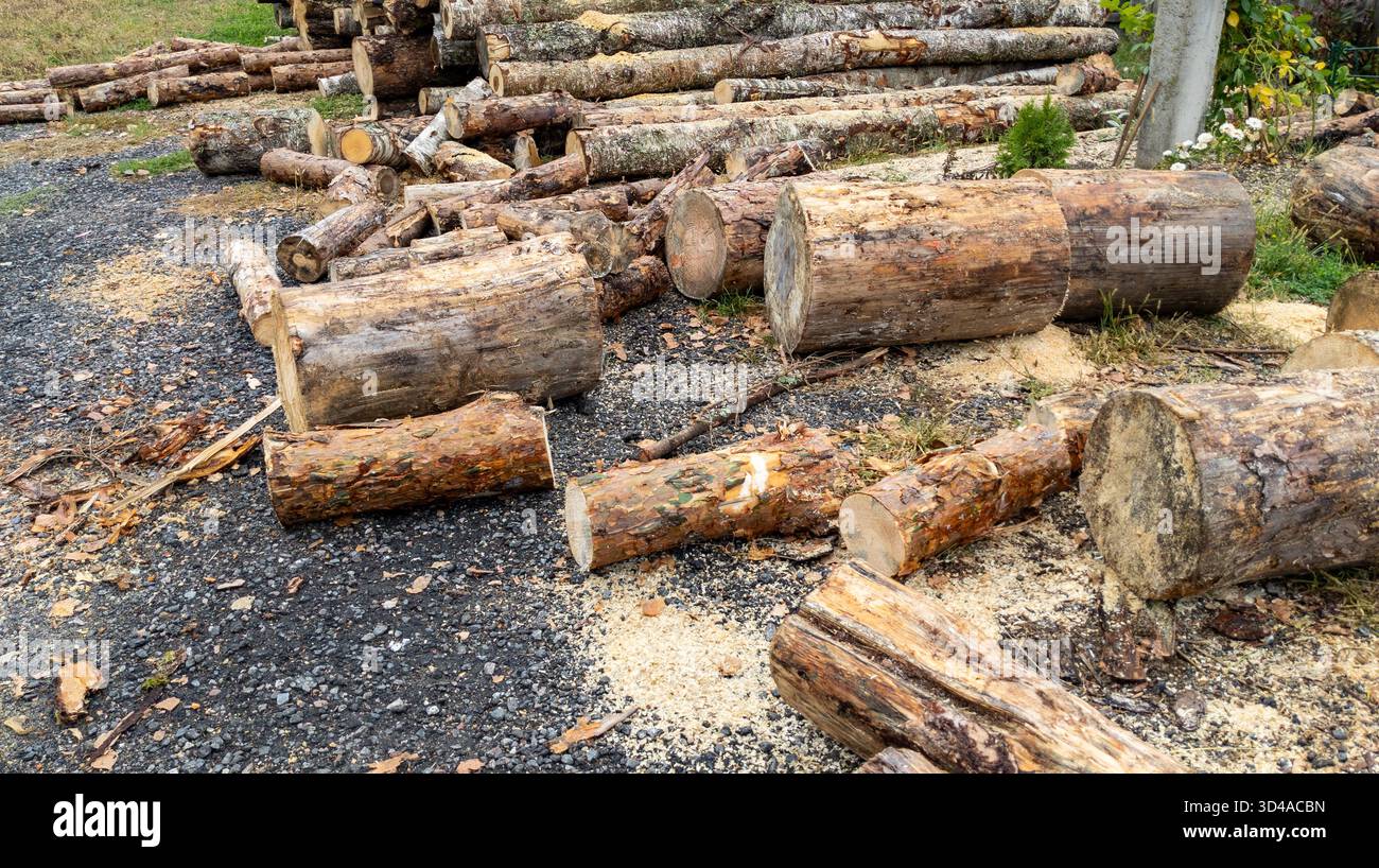 Pali di tronchi segati. Segare alberi dalla foresta. Industria del legno di legname. Tagliare gli alberi preparati per la rimozione. Registrazione. Tronchi d'albero giacciono a terra Foto Stock