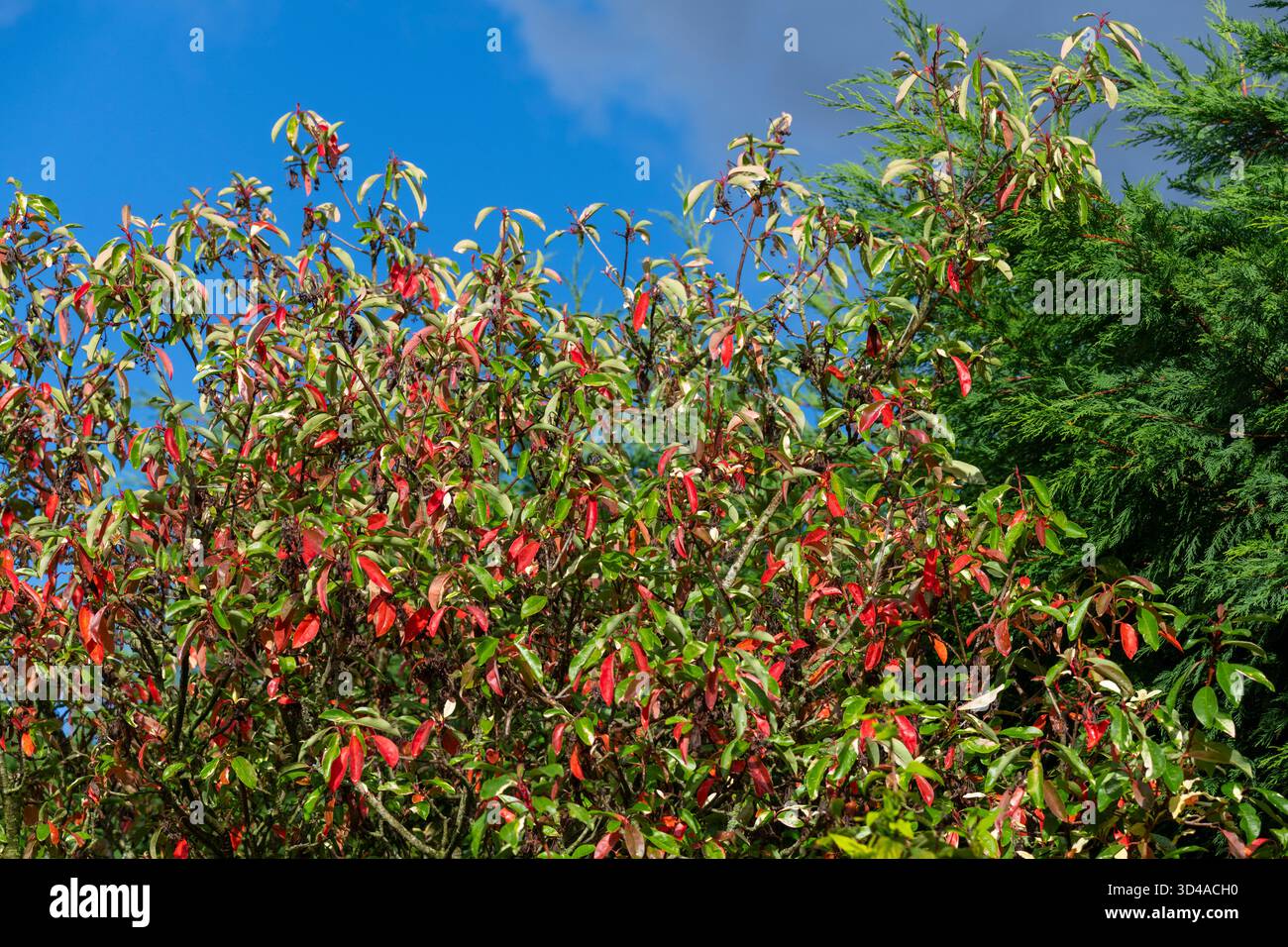Photinia davidiana «Palette», un arbusto sempreverde con foglie colorate attraenti. Le foglie più vecchie diventano rosse in autunno. Foto Stock
