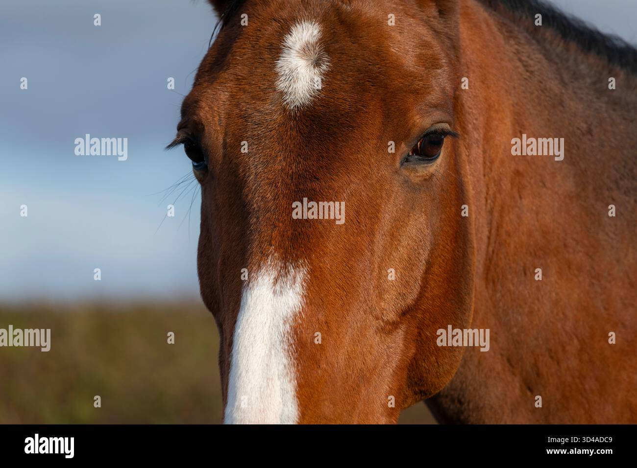 Il cavallo di Bay gelding con il flash bianco sul naso e gli occhi osservano il fotografo Foto Stock