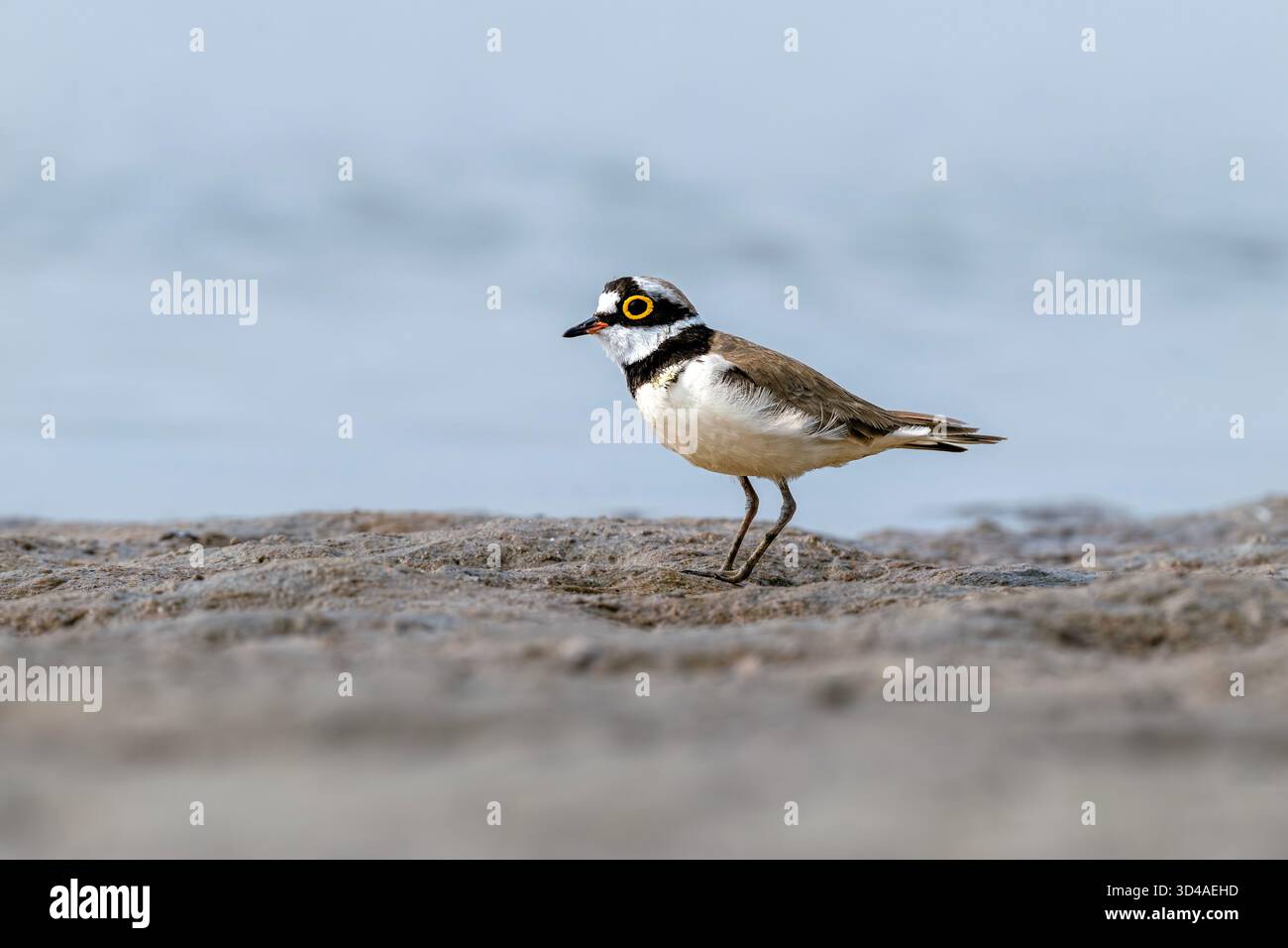 Il piccolo plover ad anello (Thinornis dubius) è un piccolo plover nativo del Vecchio mondo. Ha parti superiori per lo più marroni, un archetto da collo nero e un ma nero Foto Stock