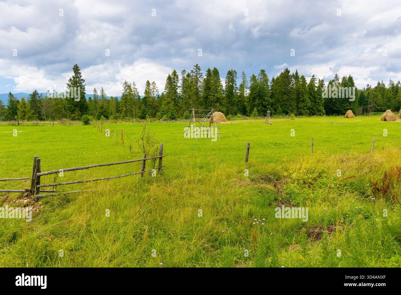 campo di fieno rurale vicino alla foresta. erba verde dietro la recinzione di legno. il clima è nuvoloso in estate. terreni agricoli biologici della regione di leopoli. ambientalisti verdi Foto Stock