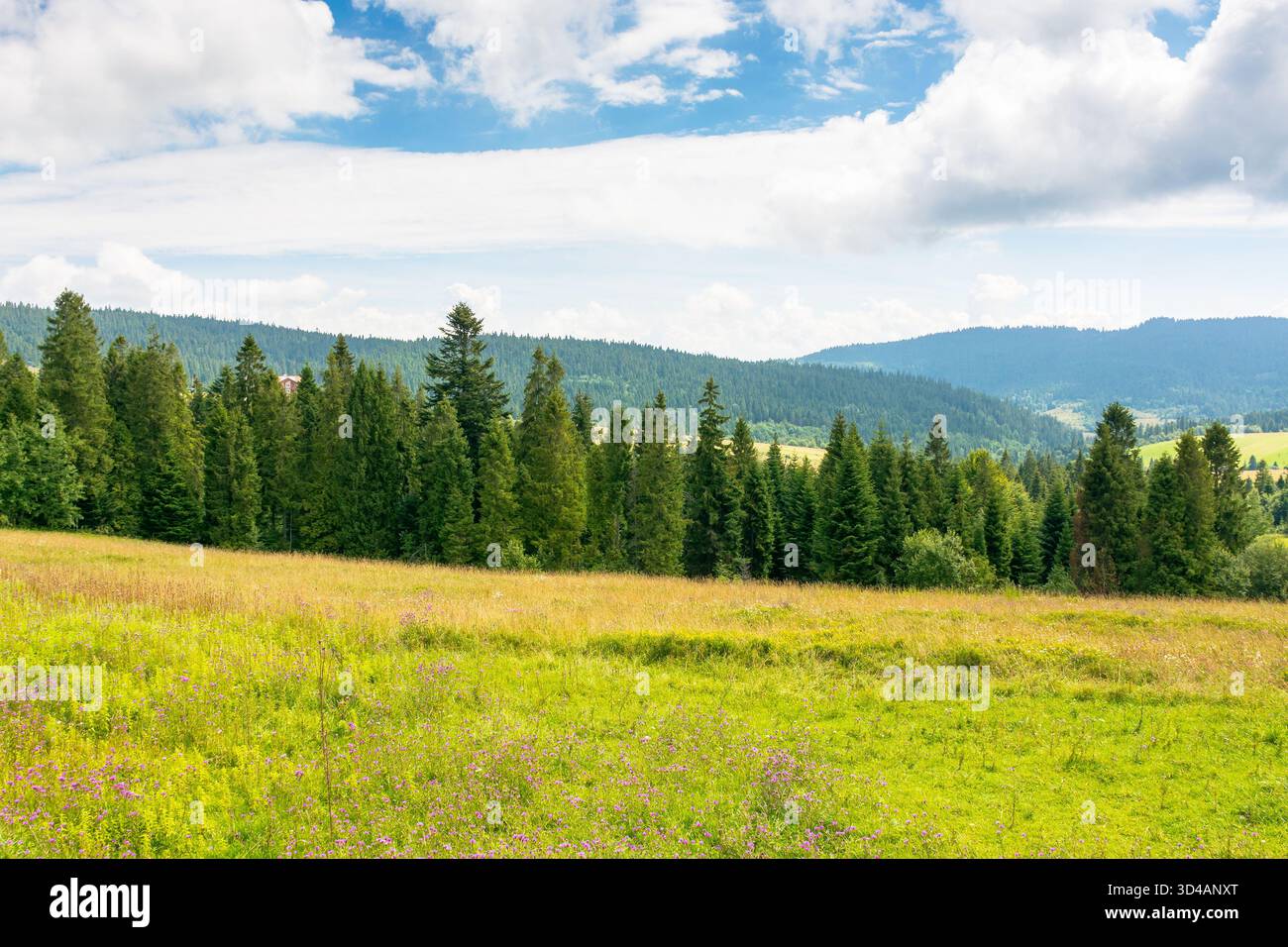 paesaggio dei carpazi con cielo nuvoloso in estate. foresta dietro prato con erba verde. splendida zona rurale in una giornata di sole Foto Stock
