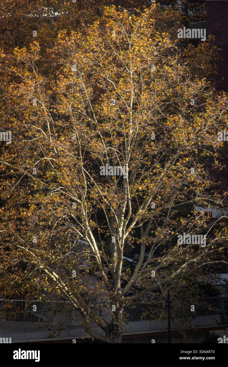 raccolto ravvicinato di foglie autunnali morte sugli alberi Foto Stock
