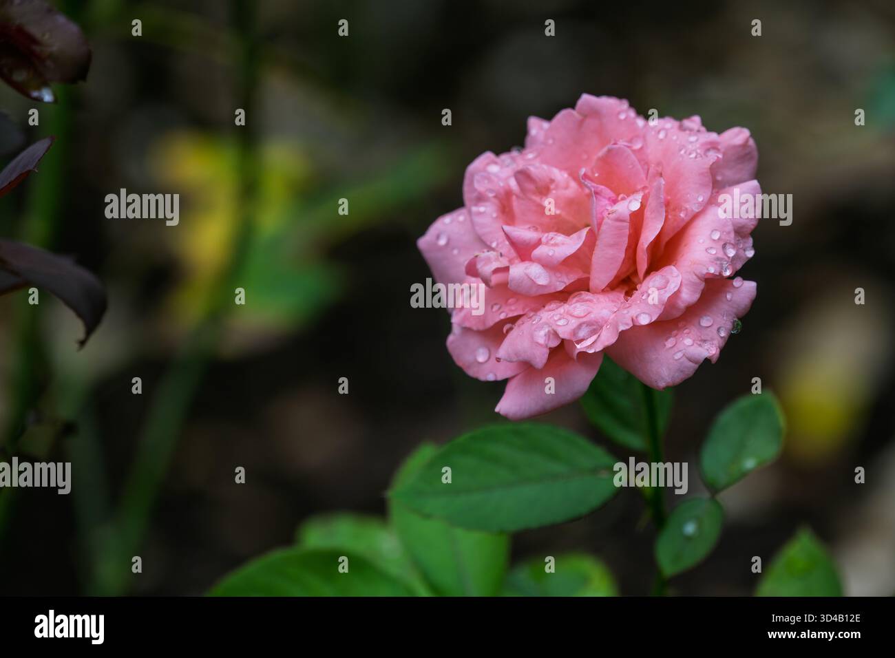 Una bella rosa è mostrata con gocce d'acqua sui suoi petali, creando un look fresco e vivace Foto Stock