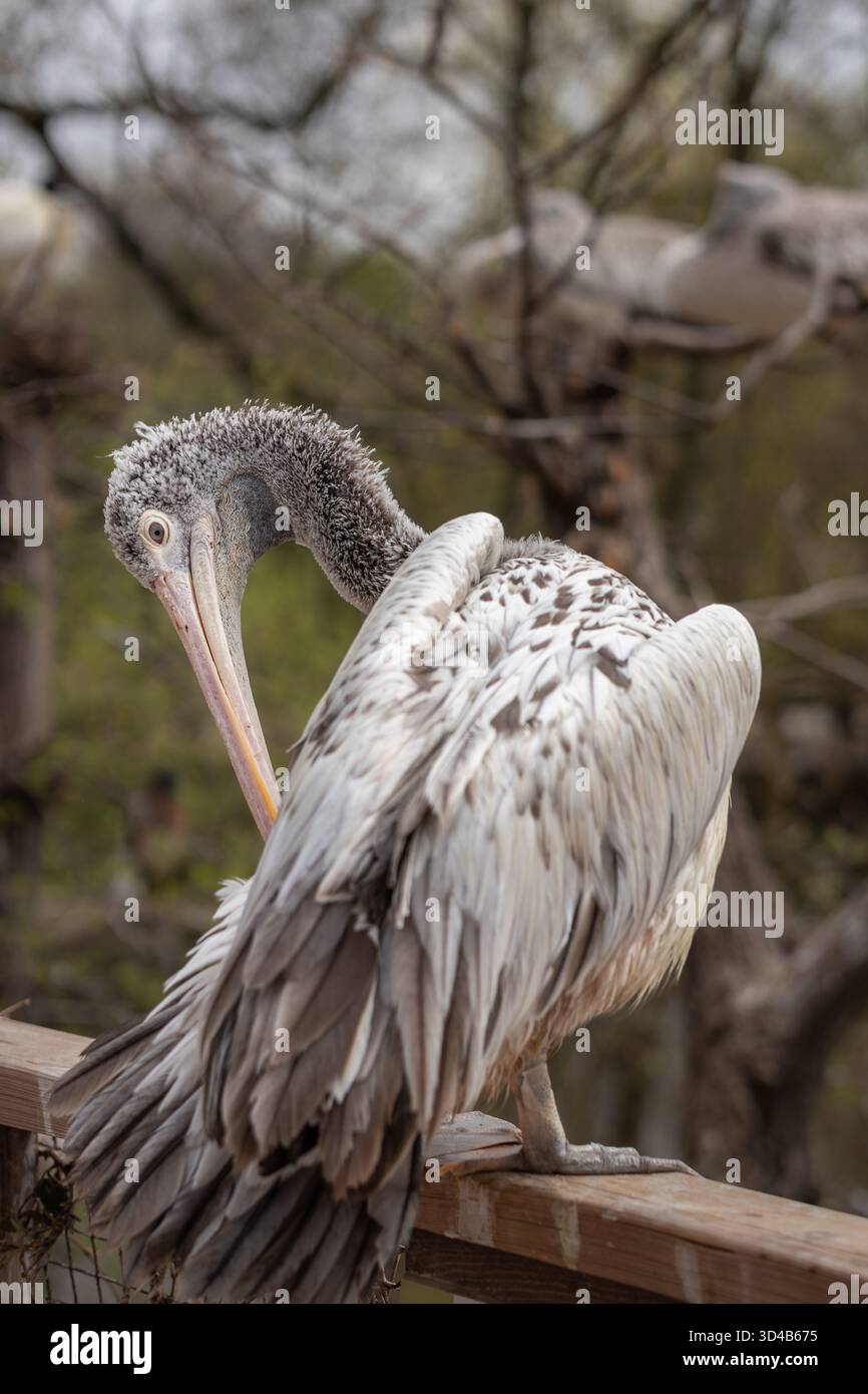 Ritratto verticale del pellicano con fattura a macchie nel giardino zoologico. Splendido uccello nello zoo. Bassa profondità di campo di Pelecanus Philippensis. Foto Stock