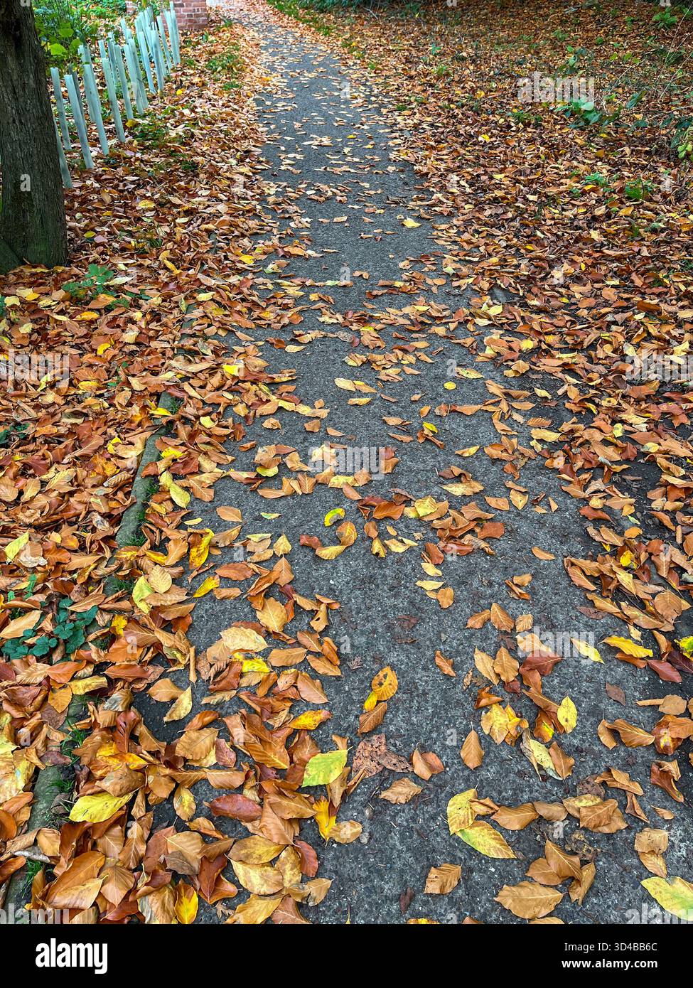 Percorso autunnale ricoperto di foglie gialle cadute in un parco inglese Foto Stock
