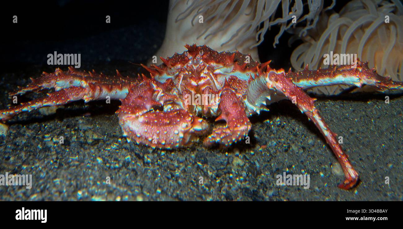 Un grande granchio reale sott'acqua Foto Stock