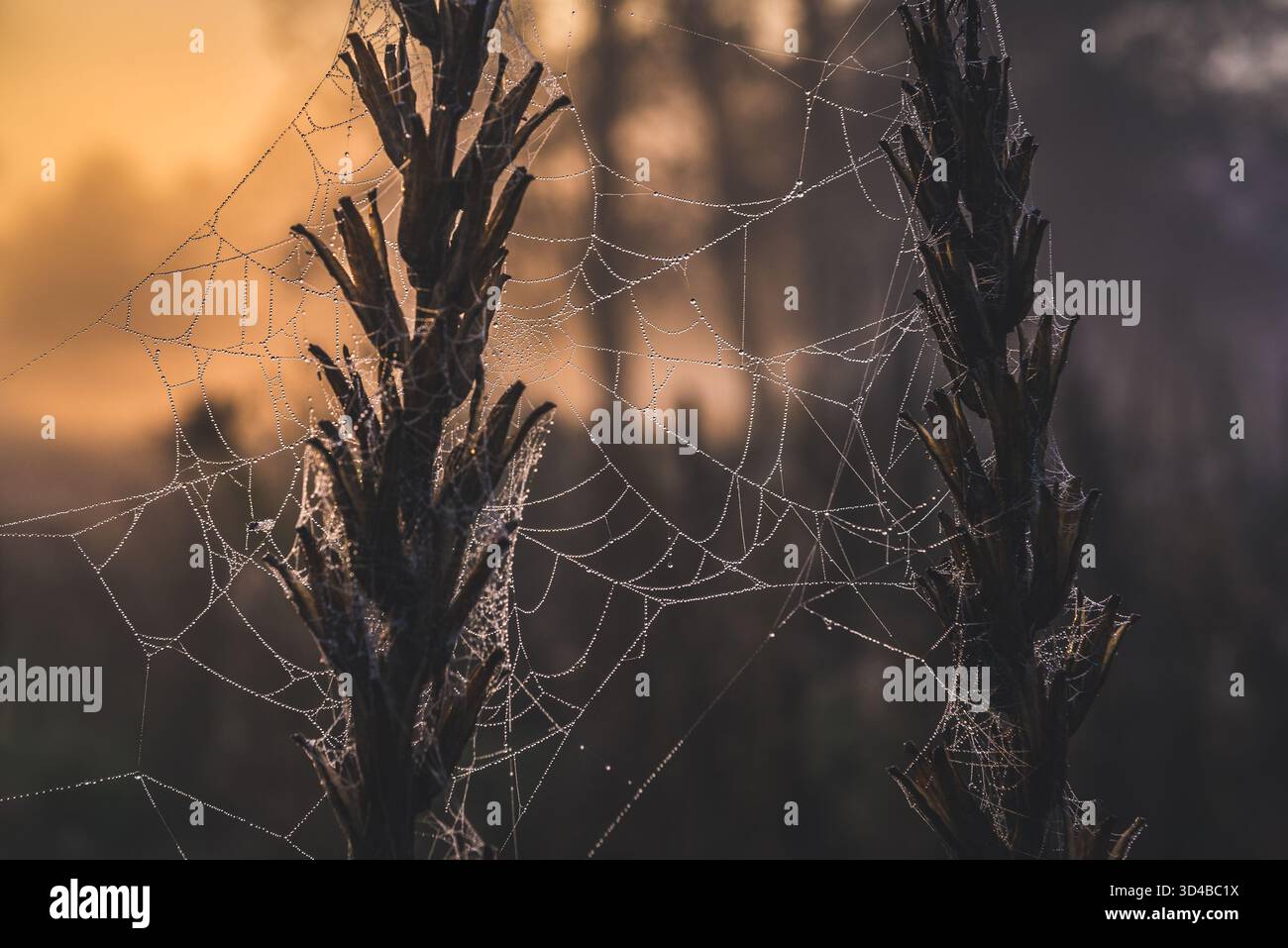 La ragnatela su un prato nella contea di Sochaczew sul bordo della foresta di Kampinos, grandi foreste complesso in Masovian voivodato di Polonia Foto Stock