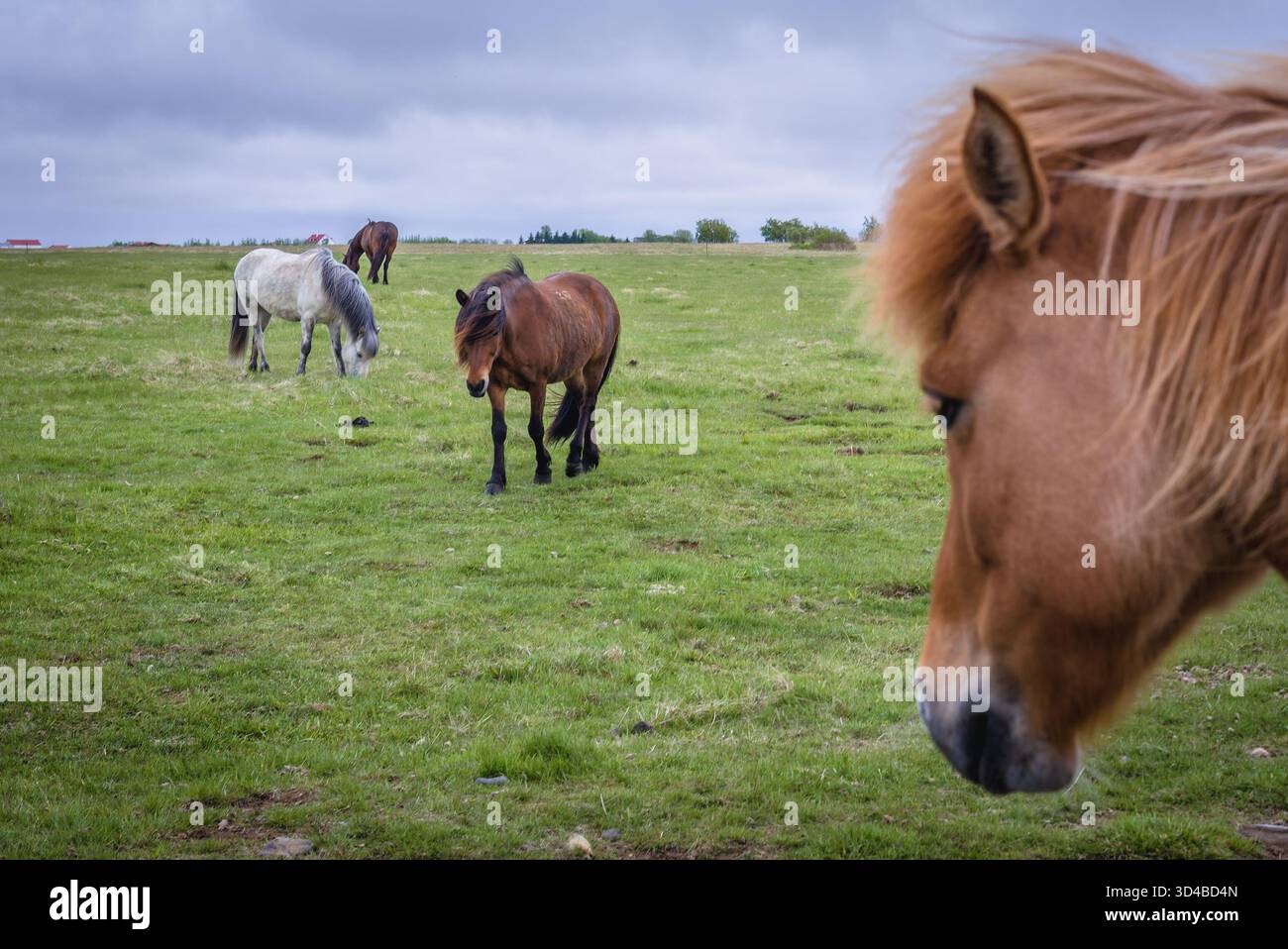 Cavalli islandesi su un prato nella parte sud dell'Islanda Foto Stock