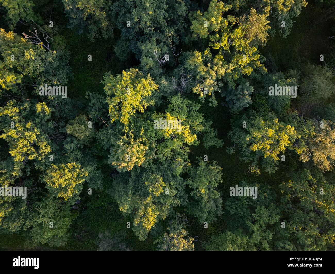 Foresta verde con vista aerea direttamente dall'alto Foto Stock