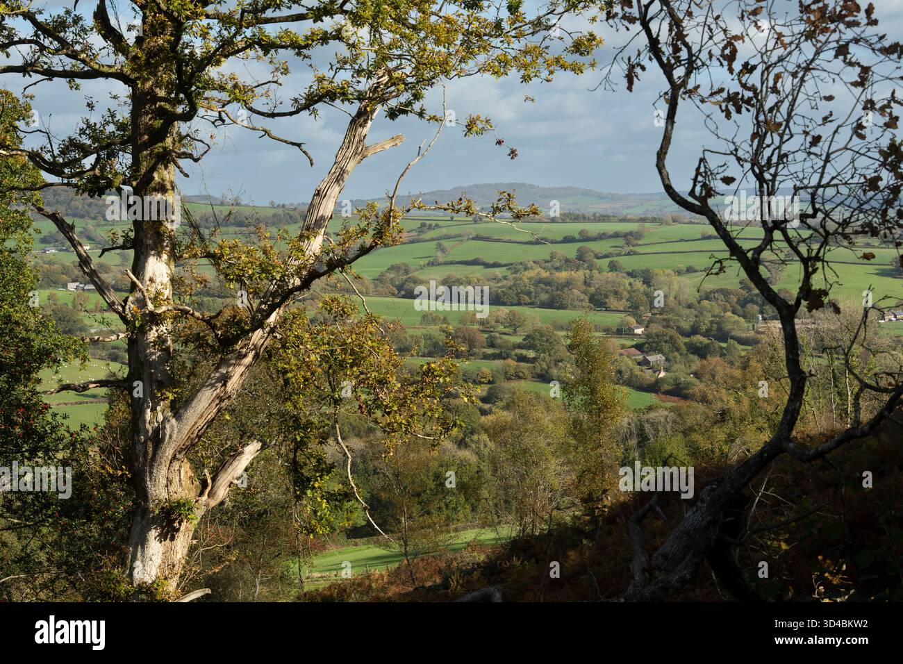 Vista autunnale da Dorset, Regno Unito. Le dolci colline e i campi di patchwork sono incorniciati da alberi secolari. Foto Stock
