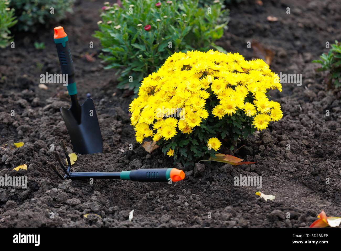Crisantemi e attrezzi da giardinaggio nel suolo autunnale. Crisantemi piantati in un morbido terreno da giardino con attrezzi nelle vicinanze, che catturano la bellezza del gard stagionale Foto Stock