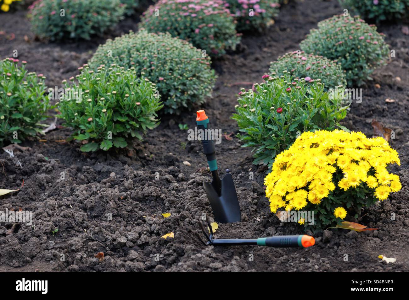 Letto da giardino con crisantemi e utensili. Crisantemi gialli che crescono tra cespugli verdi con attrezzi da giardinaggio. Concetto di piccola impresa, assistenza domiciliare, Foto Stock