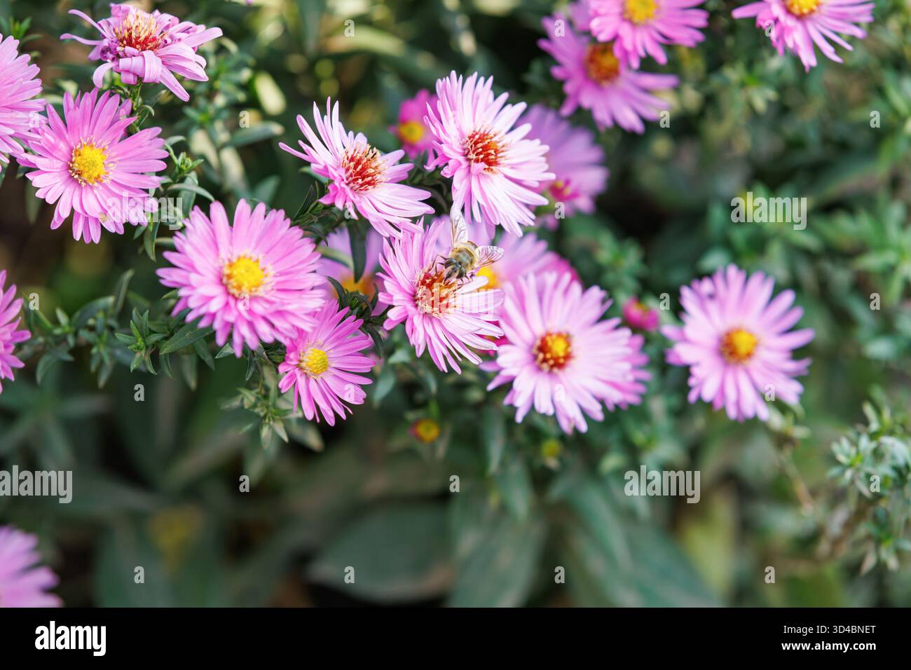 Ape su Assets rosa che raccolgono il nettare. Un'ape di miele atterra su un astro rosa, raccogliendo il nettare sotto la calda luce autunnale, simbolo di armonia tra natura e natura Foto Stock