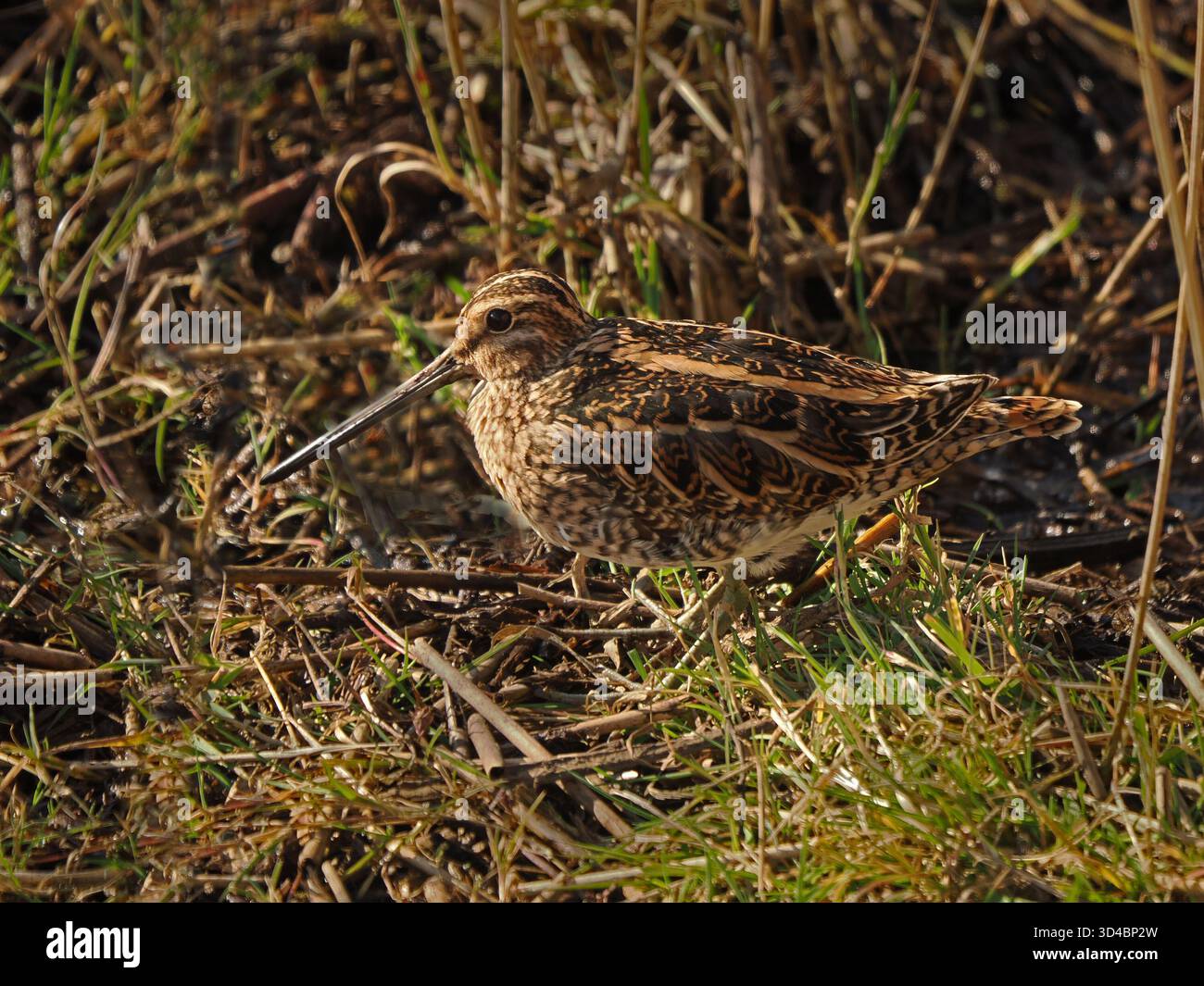 Mimetizzazione del Common Snipe (Gallinago gallinago) mascherata tra canne e fogliame paludoso della riserva naturale Leighton Moss RSPB, Lancashire, Inghilterra, Regno Unito Foto Stock