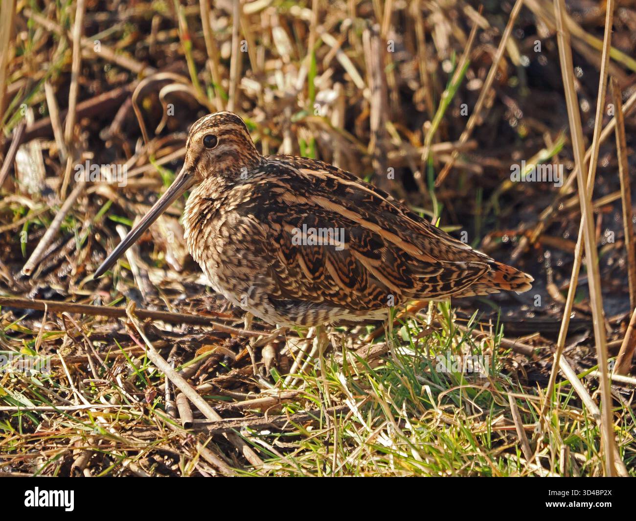 Mimetizzazione del Common Snipe (Gallinago gallinago) mascherata tra canne e fogliame paludoso della riserva naturale Leighton Moss RSPB, Lancashire, Inghilterra, Regno Unito Foto Stock
