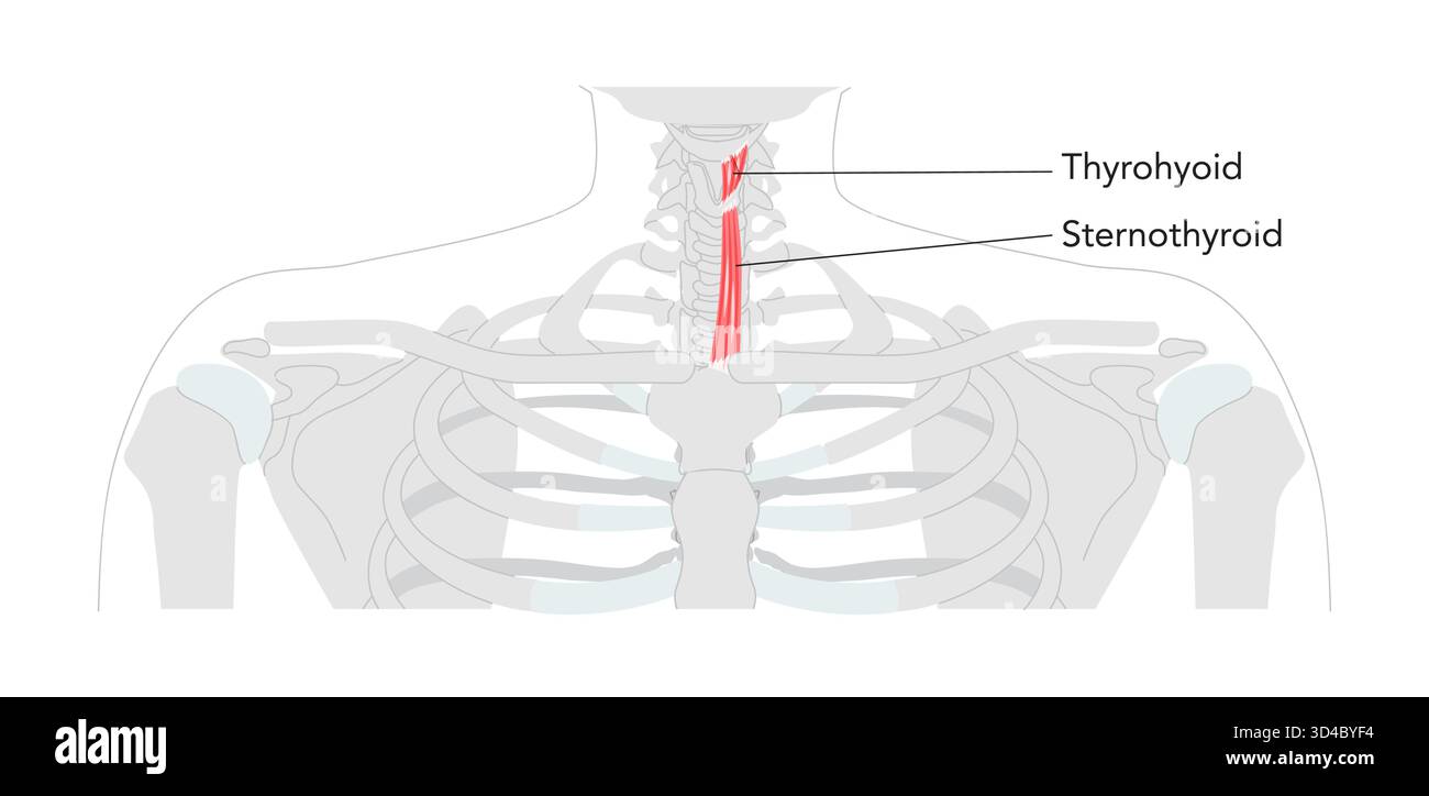 Sternohyoid Thyrohyoid - muscolo infraioide umano mostrato nel diagramma anatomico etichettato responsabile della depressione dell'osso ioide, aiuta a deglutire e parlare, riferimento medico e regione cervicale. Illustrazione Vettoriale