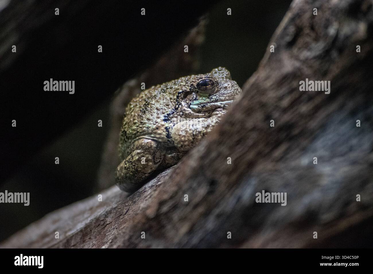 Un Treefrog grigio orientale. Foto Stock