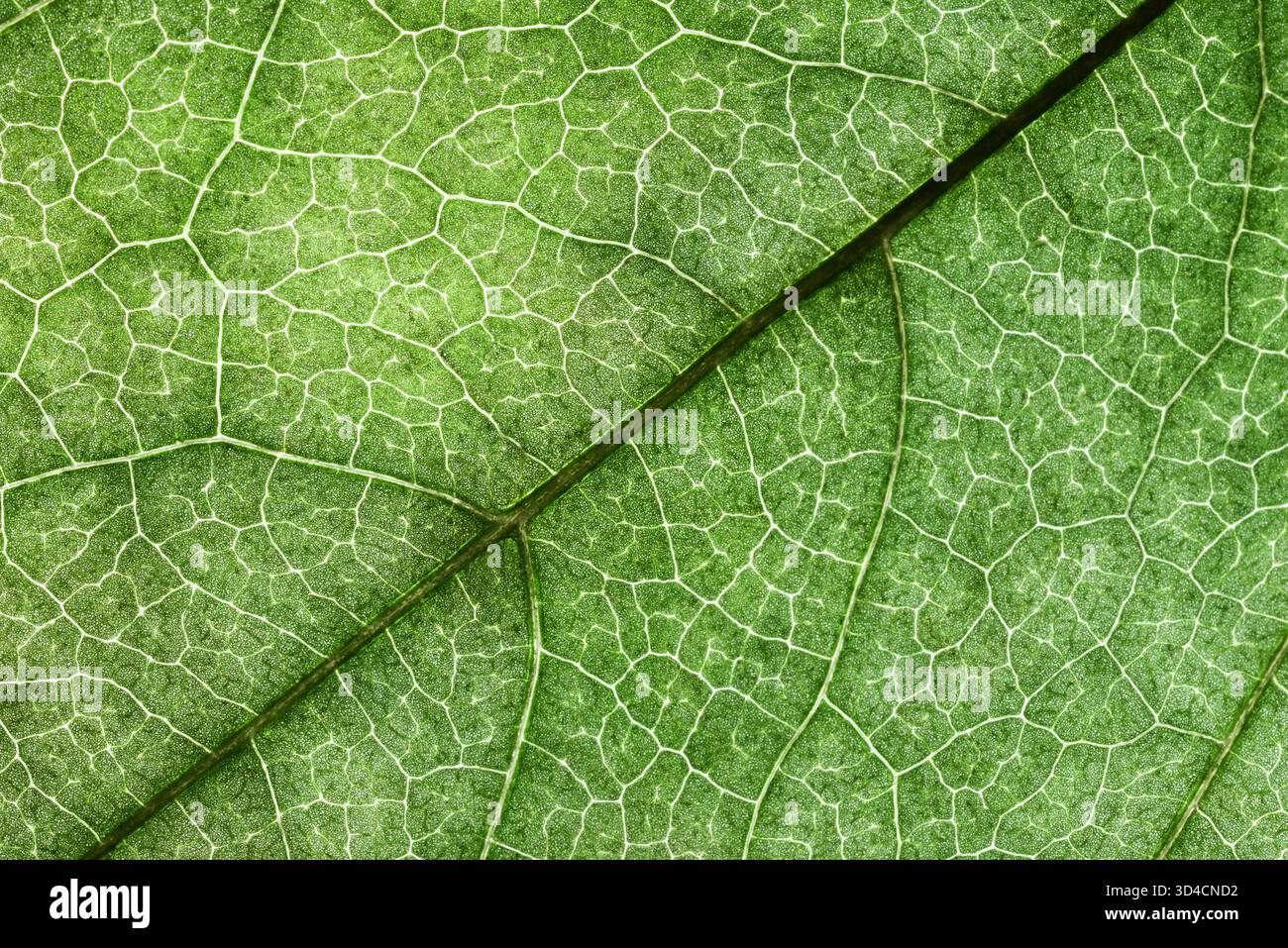 Foto macro ad alta risoluzione di una foglia verde che mostra la sua struttura venosa dettagliata. Foto Stock