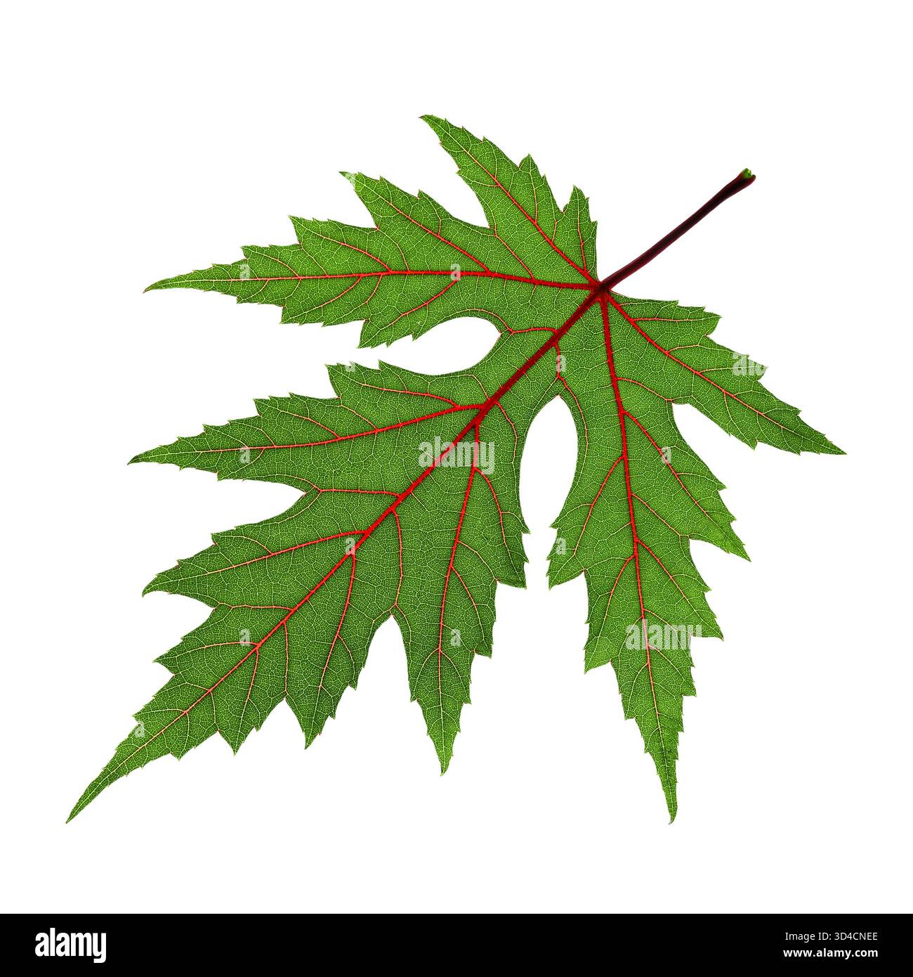 Una foglia verde estremamente dettagliata di acero argentato (Acer saccharinum) con vivaci venature rosse, isolata su sfondo bianco. Foto Stock