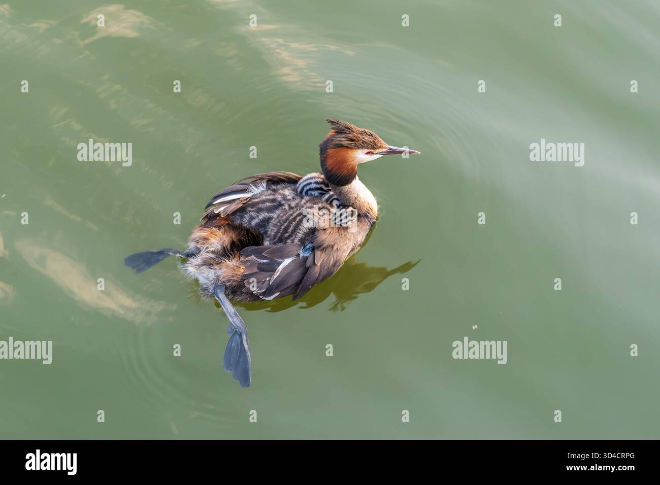 L'uccello d'acqua Great crested Grebe nuotare nel lago, e i suoi bambini carini a cavallo sulla sua schiena. Il grande grebe scricchiolito, Podiceps cristatus, è un mem Foto Stock