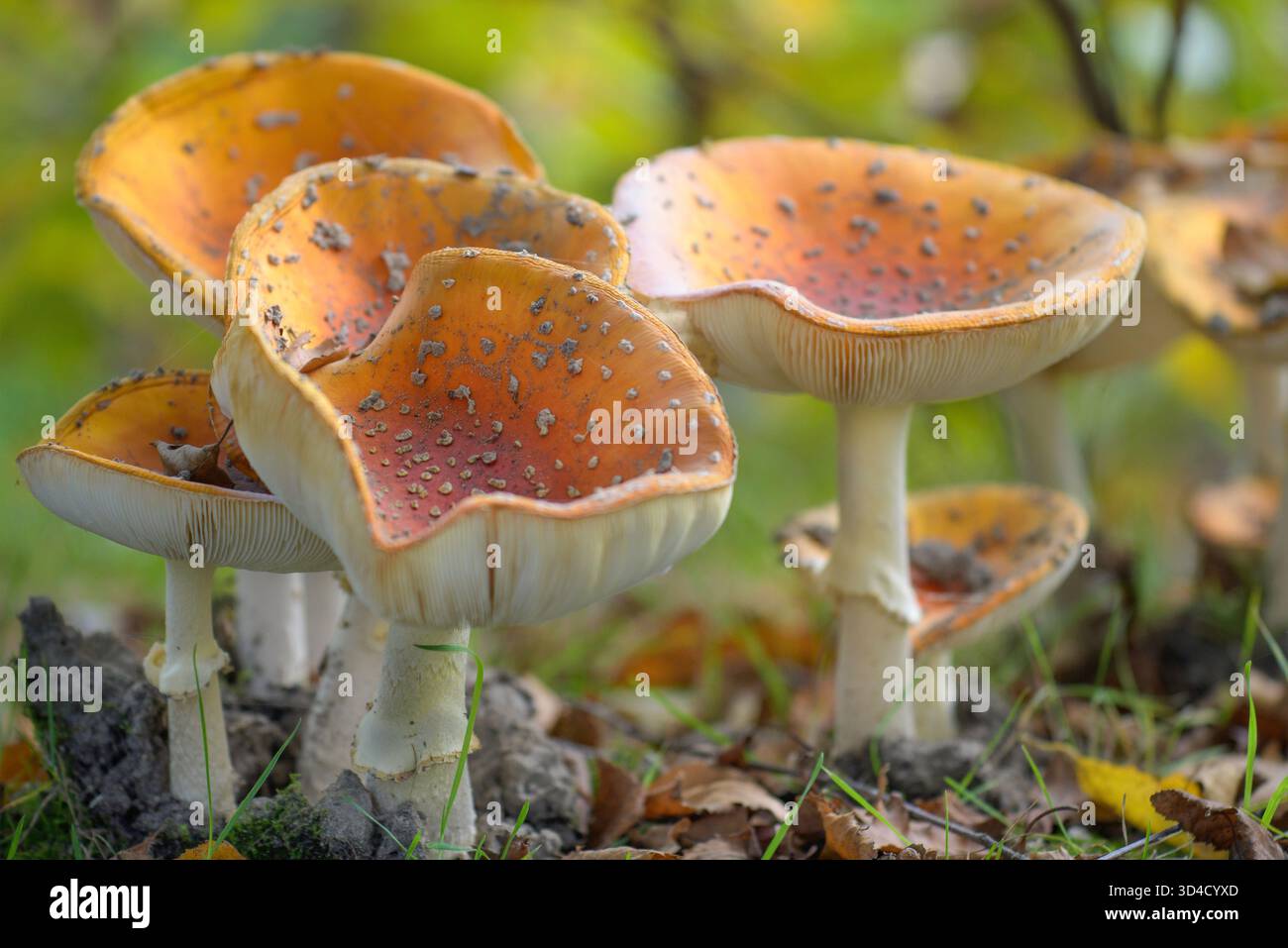 Funghi Amanita con cappuccio superiore piegato verso l'alto nell'Europa occidentale. Primo piano Foto Stock