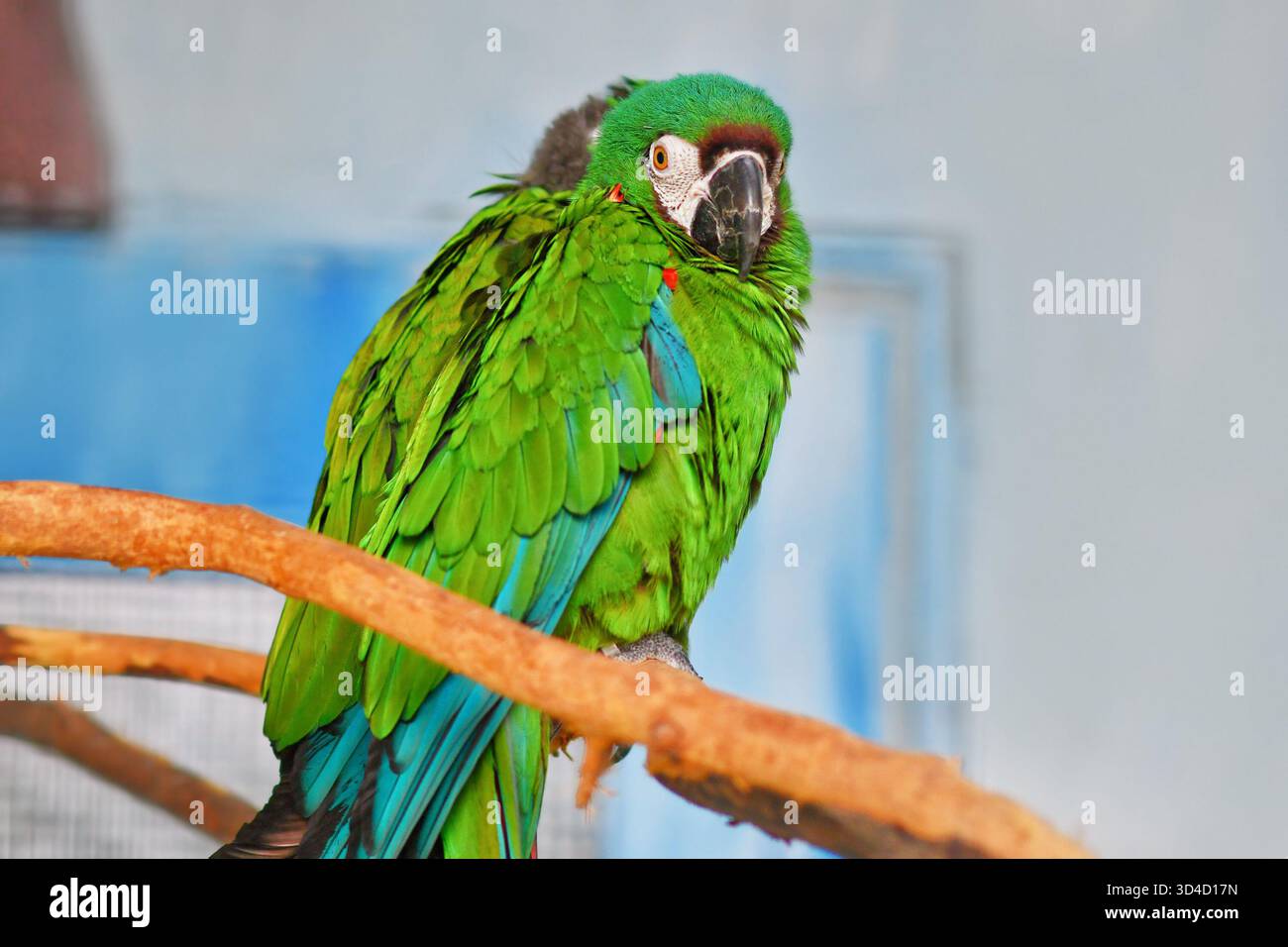Un'ara dalle ali blu nel recinto degli uccelli Foto Stock