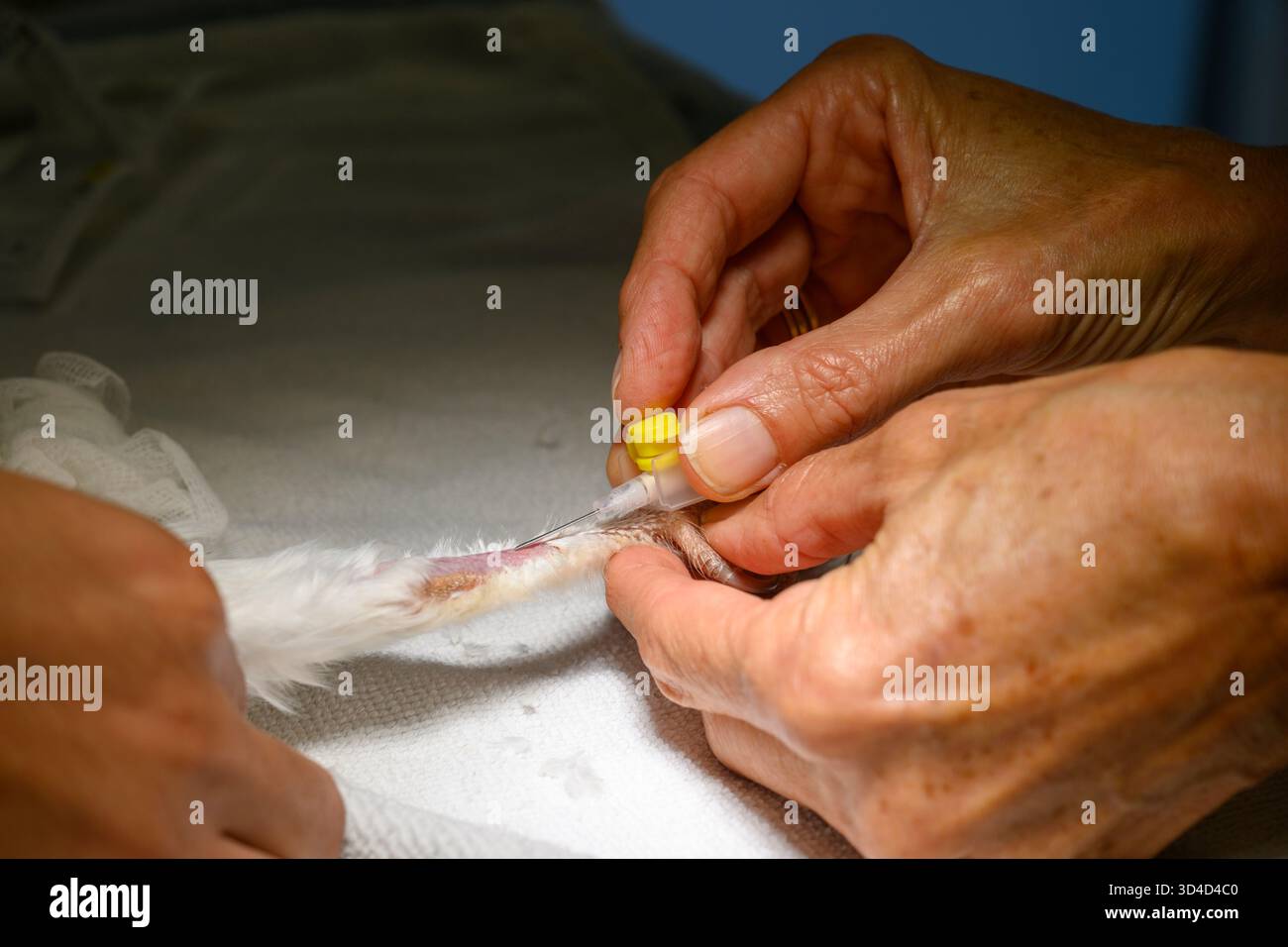 Il personale infermieristico sta prelevando il sangue dalla gamba di un gufo di fienile occidentale anestetizzato (Tyto alba) il sangue sarà testato e un protocollo di trattamento sarà Foto Stock