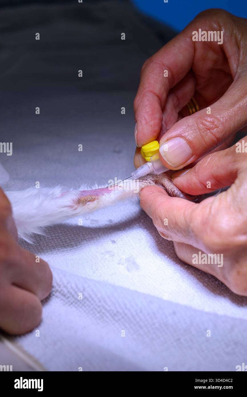 Il personale infermieristico sta prelevando il sangue dalla gamba di un gufo di fienile occidentale anestetizzato (Tyto alba) il sangue sarà testato e un protocollo di trattamento sarà Foto Stock