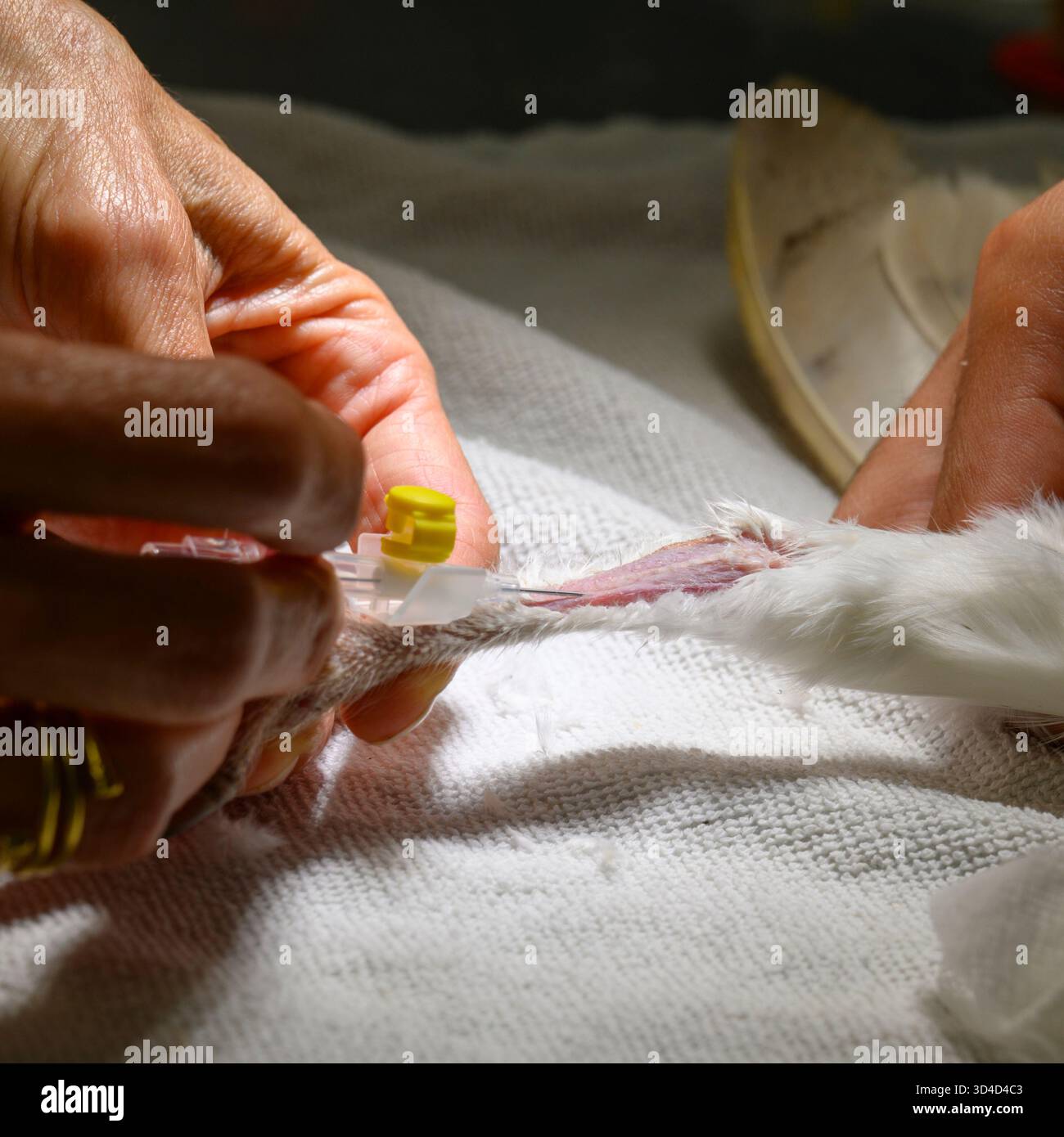 Il personale infermieristico sta prelevando il sangue dalla gamba di un gufo di fienile occidentale anestetizzato (Tyto alba) il sangue sarà testato e un protocollo di trattamento sarà Foto Stock