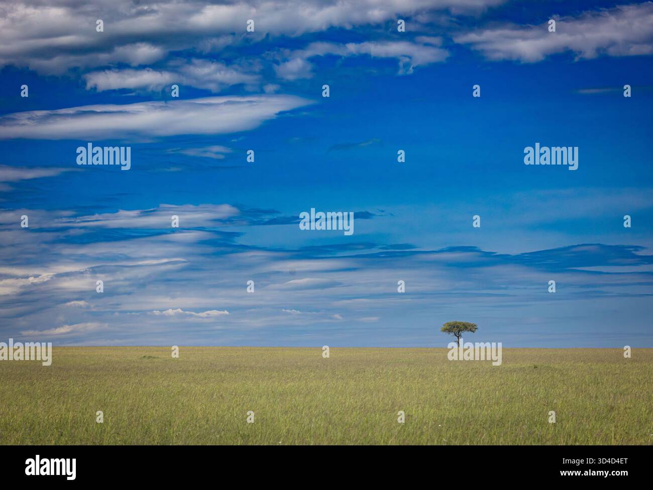 Un albero solitario nella savana africana fotografato nella riserva nazionale di Masai Mara, Kenya, ad aprile Foto Stock