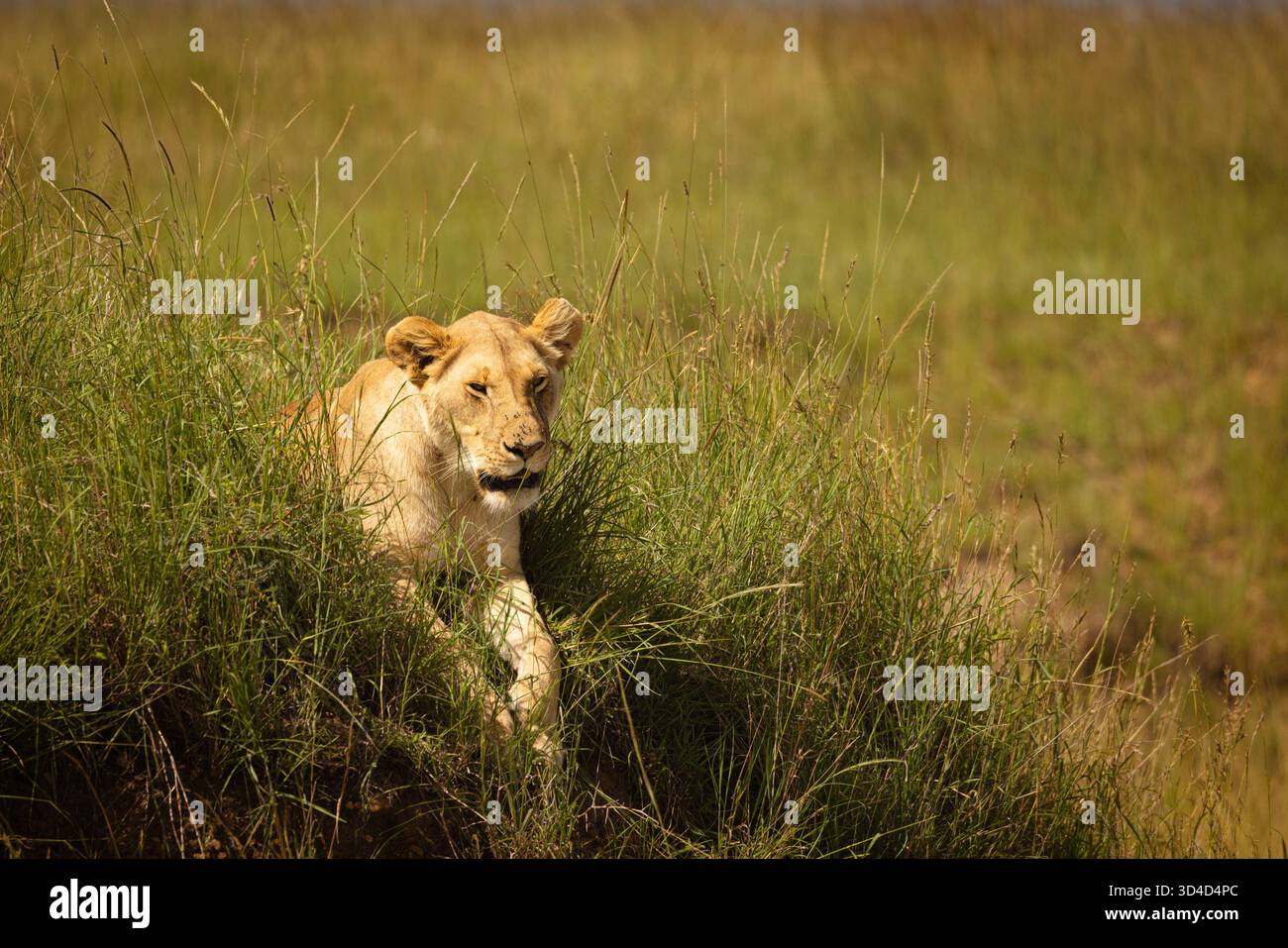 Lioness riposa all'ombra fotografata nella riserva nazionale di Masai Mara, Kenya, ad aprile Foto Stock