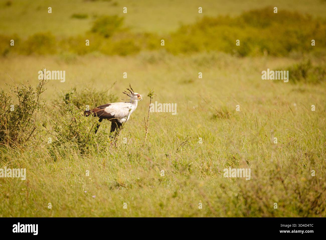 Segretario Bird (Sagittarius serpentarius) nella savana. Fotografato nella riserva nazionale di Masai Mara, Kenya, ad aprile Foto Stock