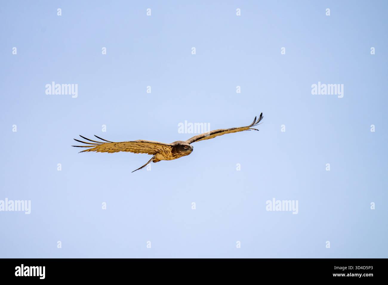 Short-toed eagle serpente (Circaetus gallicus) in volo con un cielo blu sullo sfondo. Questo rapace si trova in tutto il bacino del Mediterraneo, Russi Foto Stock