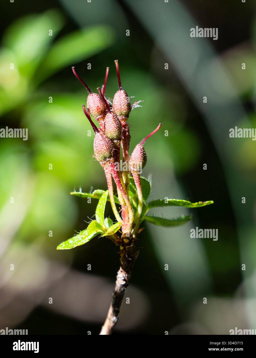 Fiori non fioriti di un menziesii di Rhododendron, noti anche con nomi comuni come menziesia arrugginita, falsa mirtillo, falsa mirtillo di Fool e finta aza Foto Stock