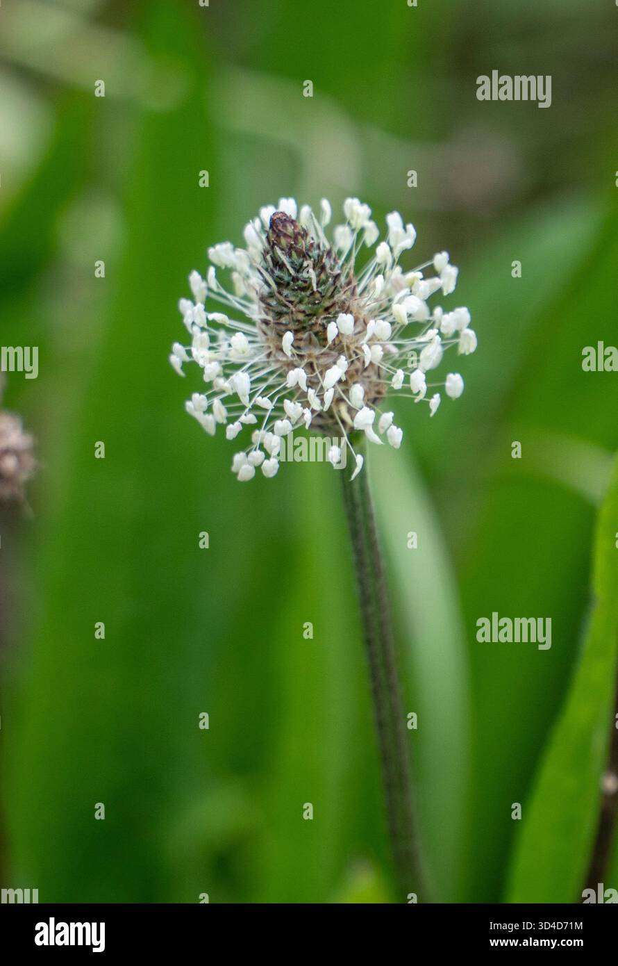 Plantago lanceolata è una specie di pianta in fiore della famiglia delle piantagioni Plantaginaceae. È conosciuto con i nomi comuni Ribwort Plantain, narrowlea Foto Stock